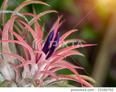 tillandsia flower air plant. tillandsia flower air plant. 35086708