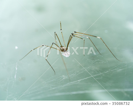 House spider long legs with eggs. House spider long legs with eggs. 35086732