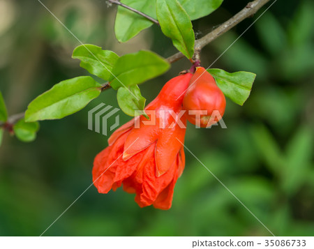 The flower of Pomegranate fruit. The flower of Pomegranate fruit. 35086733