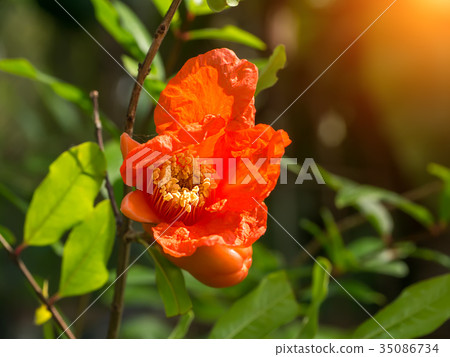 The flower of Pomegranate fruit. The flower of Pomegranate fruit. 35086734