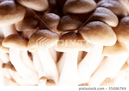 Mushroom · beech mushroom Mushroom · beech mushroom 35086769