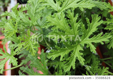 Redeep limus geranium Redeep limus geranium 35086828