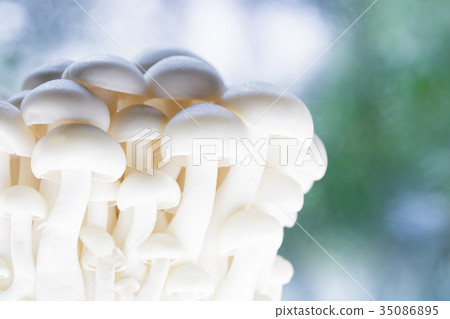 蘑菇·山毛櫸餡餅 蘑菇·山毛櫸餡餅 35086895