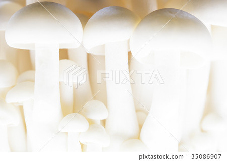 蘑菇·山毛櫸餡餅 35086907