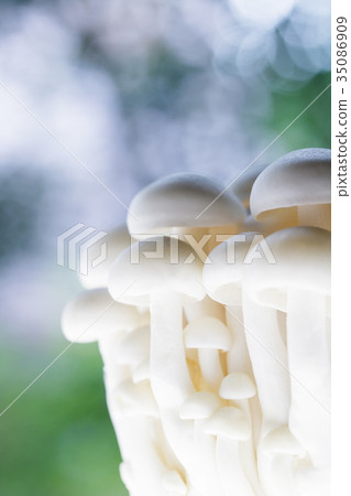 蘑菇·山毛櫸餡餅 35086909