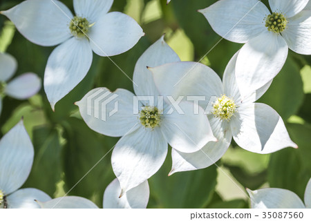 Yamaboushi flower up Yamaboushi flower up 35087560