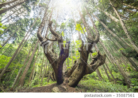 A stock cedar forest that receives light 35087561