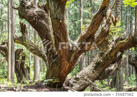 500-year-old stock cedar 500-year-old stock cedar 35087562