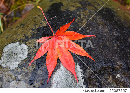 Momiji on the stone 35087567