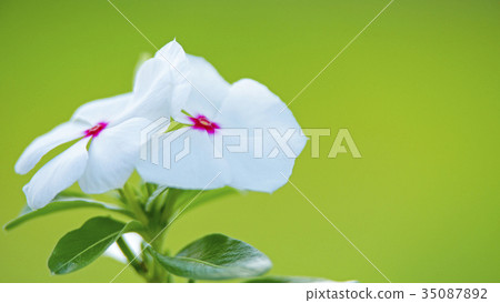 Flowers in the flower bed 16: 9 Flowers in the flower bed 16: 9 35087892
