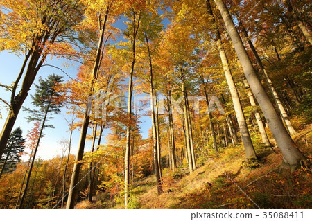 Autumnal forest backlit by the morning sun  35088411