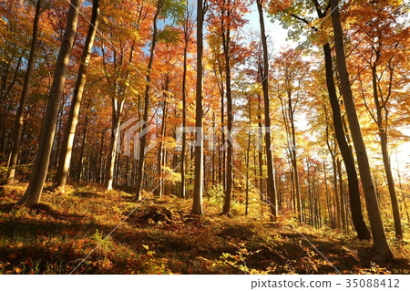 Autumn beech forest at sunrise Autumn beech forest at sunrise 35088412