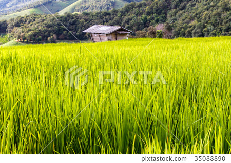 Green terraced rice field in pa pong piang Green terraced rice field in pa pong piang 35088890