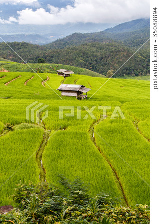Green terraced rice field in pa pong piang Green terraced rice field in pa pong piang 35088894