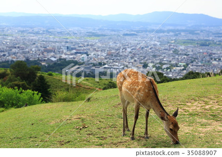 若草山 若草山 35088907
