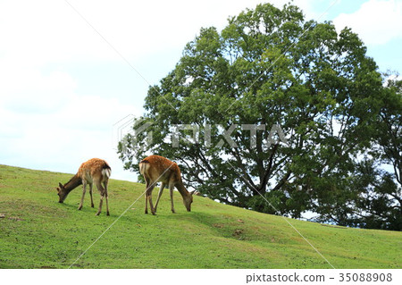 若草山 35088908