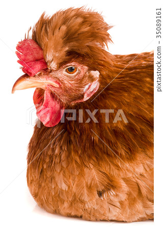 Portrait of a brown chicken isolated on white 35089161
