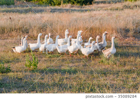 Flock of geese grazing on grass in summer field at 35089284