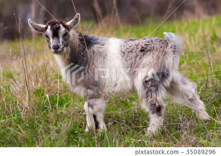 One little kid goat is grazing on the grass 35089296
