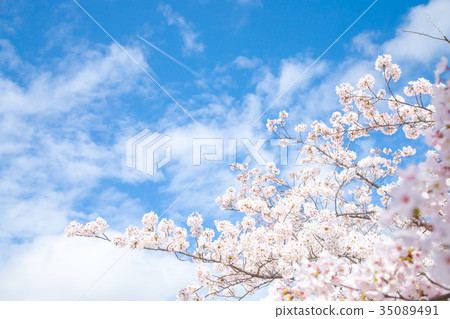 Blue sky and cherry blossoms Sakura Sakura Daisuke Yoshino Simei Yoshino crying Soudoyoshi's copy space Character space 35089491