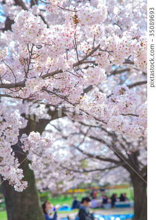 看櫻花的人辦公室員工櫻花季節Somei Yoshino Somei吉野櫻花在公園裡觀賞 35089693
