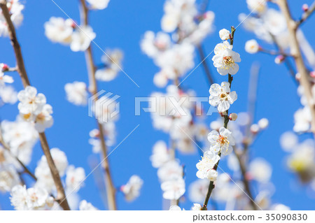 Blue sky and plum Sky White plum White plum blossoms Plum blossoms Plum blossoms Forest Many flowers Spring attractions 35090830
