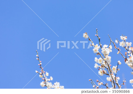 藍天梅花天空白梅花白梅花梅花梅花森林眾多花卉春天景點 35090866