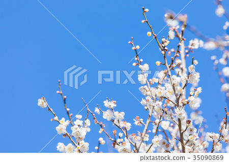 藍天梅花天空白梅花白梅花梅花梅花森林眾多花卉春天景點 35090869
