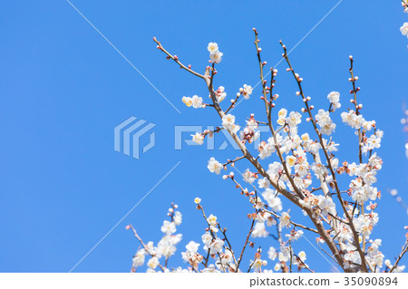藍天梅花天空白梅花白梅花梅花梅花森林眾多花卉春天景點 藍天梅花天空白梅花白梅花梅花梅花森林眾多花卉春天景點 35090894