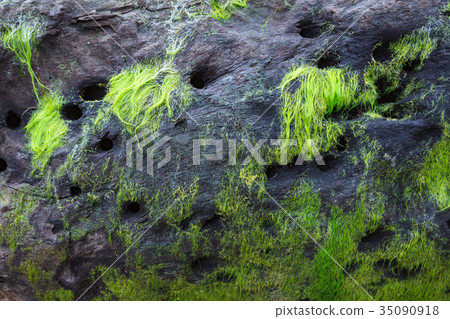 Plant growing in driftwood 35090918