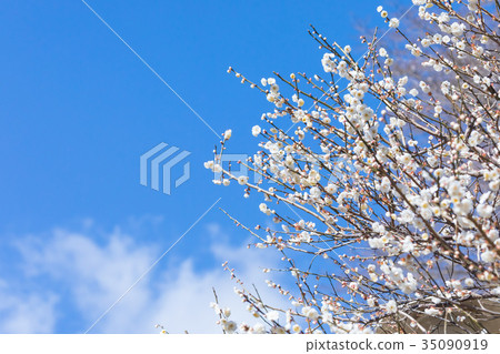Blue sky and plum Sky White plum White plum blossoms Plum blossoms Plum blossoms Forest Many flowers Spring attractions Blue sky and plum Sky White plum White plum blossoms Plum blossoms Plum blossoms Forest Many flowers Spring attractions 35090919