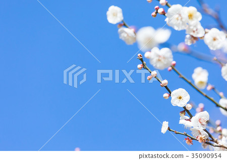 藍天梅花天空白梅花白梅花梅花梅花森林眾多花卉春天景點 藍天梅花天空白梅花白梅花梅花梅花森林眾多花卉春天景點 35090954