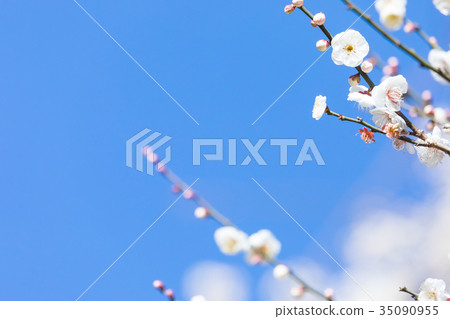 藍天梅花天空白梅花白梅花梅花梅花森林眾多花卉春天景點 35090955