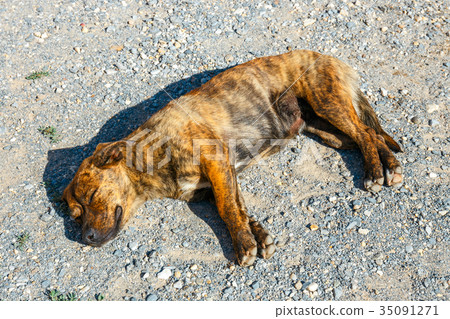 The dog lies on its side on the ground 35091271
