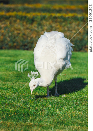 albino Peacock at Wallenstein Garden in Prague 35091298