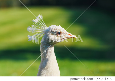 albino Peacock at Wallenstein Garden in Prague 35091300