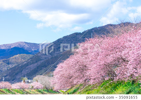 Kawazu cherry blossoms cherry blossoms early in bloom Izu Shizuoka Sakura cherry blossoms image material copy space background material characters Kawazu cherry blossoms cherry blossoms early in bloom Izu Shizuoka Sakura cherry blossoms image material copy space background material characters 35091655