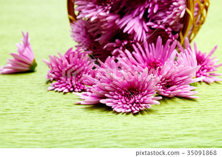 edible chrysanthemum edible chrysanthemum 35091868