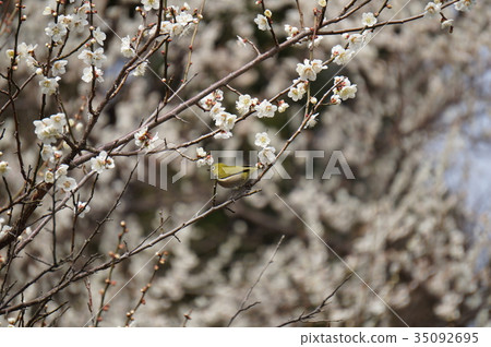 White plum blossoms and mezzo White plum blossoms and mezzo 35092695