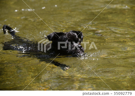 Two-year-old pug swimming in the river 35092779