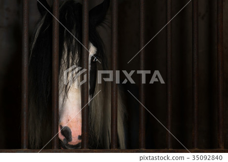 Horse in the cage of a stable 35092840
