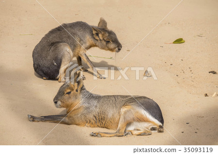 Two Mara resting on the sand, Dolichotis patagona 35093119
