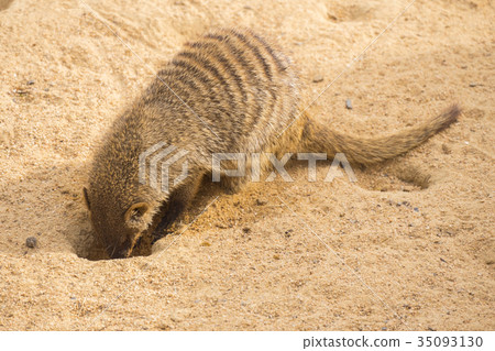 Banded mongoose digging in the sand, Mungos mungo Banded mongoose digging in the sand, Mungos mungo 35093130
