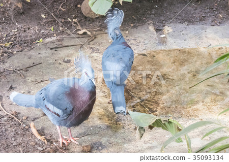Two Victoria Crowned Pigeon, Columbidae 35093134