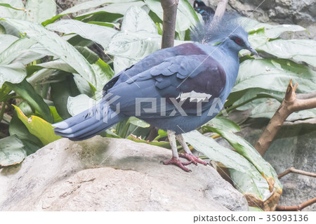 Blue Crowned Pigeon, Columbidae 35093136