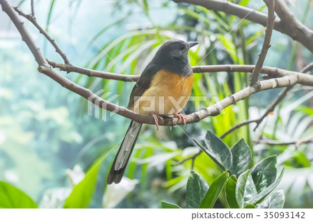 White-Rumped Shama , Turdidae 35093142