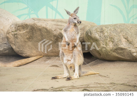 Red Kangaroo, Macropus Rufus Red Kangaroo, Macropus Rufus 35093145