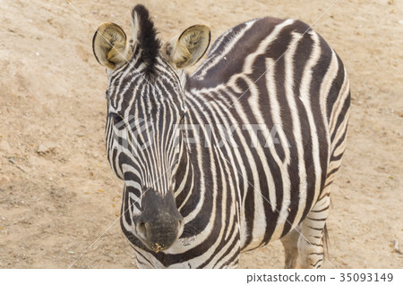 Zebra Chapman, Equus Burchelli Chapmani Zebra Chapman, Equus Burchelli Chapmani 35093149