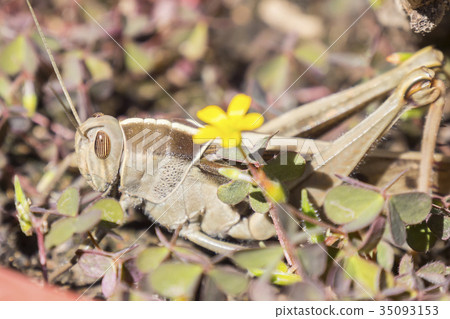 Acanthacris ruficornis grasshopper in the grass Acanthacris ruficornis grasshopper in the grass 35093153