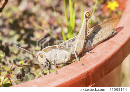 Acanthacris ruficornis grasshopper  35093154